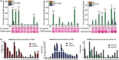 Precision immunointerception of EGFR-driven tumorigenesis for lung cancer prevention